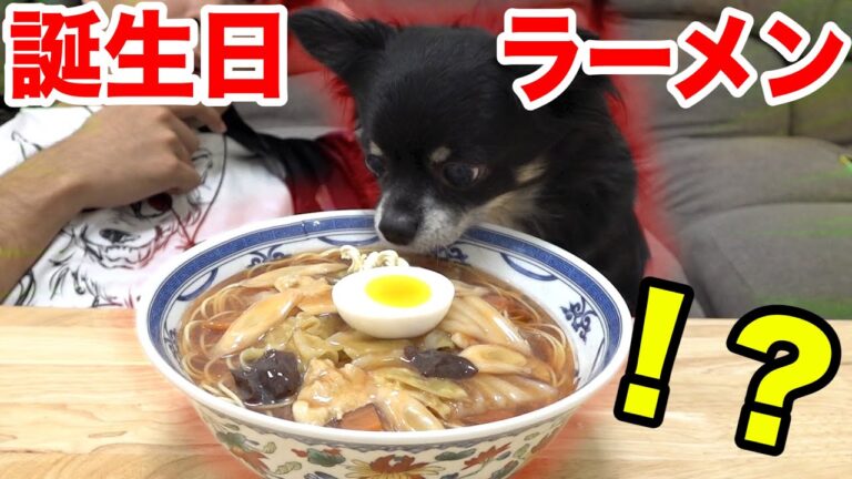 【誕生日】チクワの9歳をラーメンでお祝いしてあげたら可愛すぎた！！