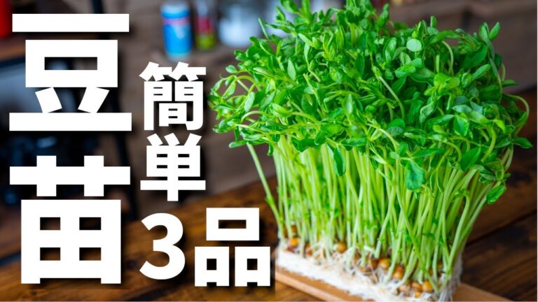 【ビールに合う！】豆苗を使った簡単おつまみレシピ3品～3 pea sprout dishes～