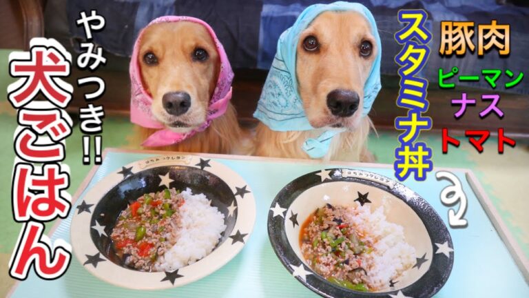 【犬ごはん】豚肉で犬が喜ぶ手作りスタミナ丼【ASMR 咀嚼音/レシピ 作り方】homemade dog food