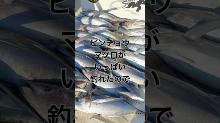 ビンチョウマグロがいっぱい釣れたので食べてみた🍣