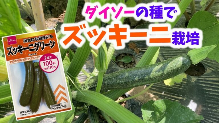 【ズッキーニ栽培】ダイソーの種で、種まきから収穫まで！【夏野菜】【家庭菜園】