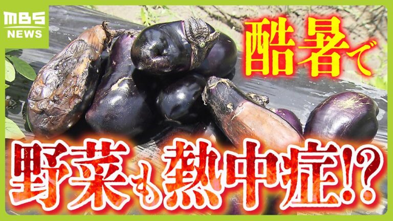 野菜も“熱中症”に…きゅうり価格が平年比３～４倍　農園が悲鳴「火であぶったように実の皮の表面が茶色く…」（2024年7月17日）