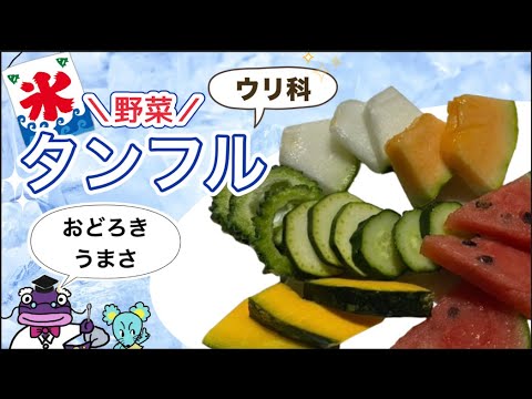 氷タンフルはウリ科の野菜で作る方が美味しかった！夏バテ防止にもなる！今年の夏はこれに決まり！