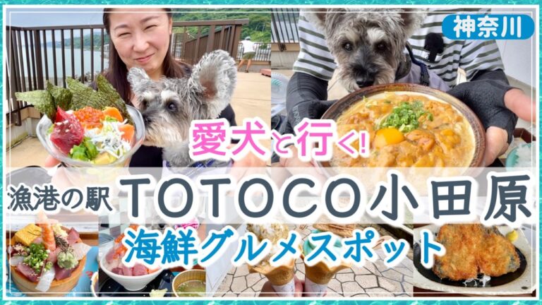 【愛犬と行く！お刺身食べ放題☆】絶品ウニラーメン ＆ おススメのお土産も紹介！漁港の駅 TOTOCO小田原