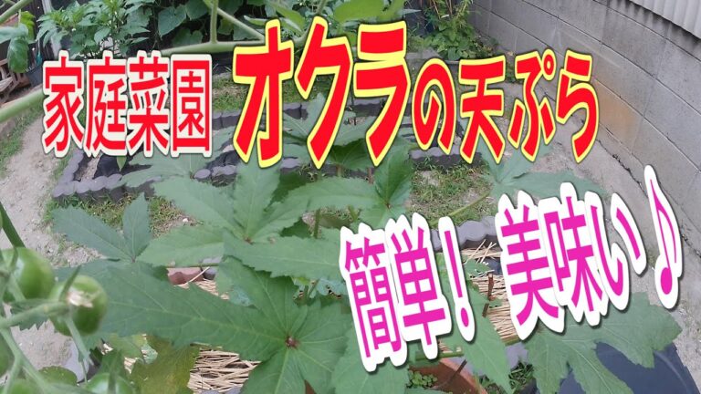 家庭菜園 オクラの天ぷらト