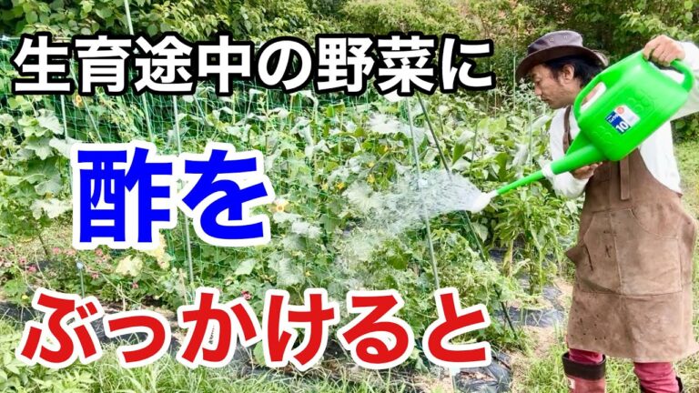 【ビックリ仰天】お酢をかけると植物が育ちが劇的によくなります　　　　　　【カーメン君】【園芸】【ガーデニング】【初心者】