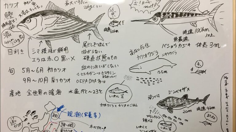 【カツオ】今が旬の戻りカツオの徹底解説