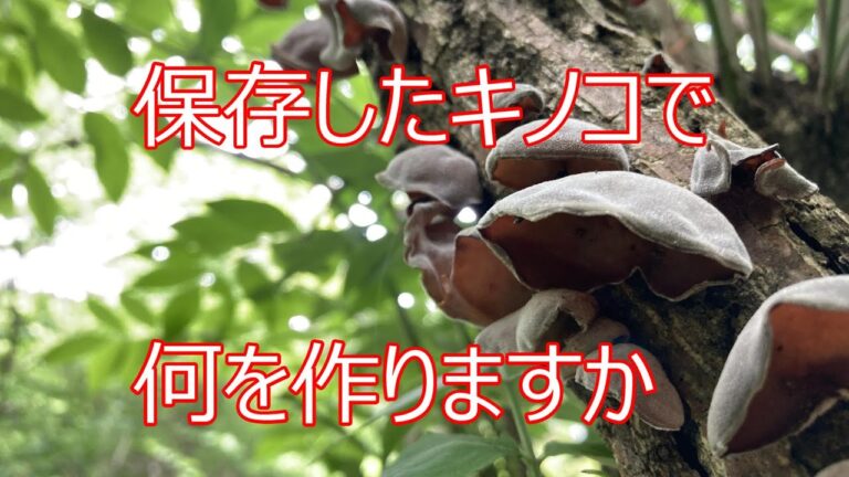 今週は🍄撮れなかったので楽しかった風景を思い出しながら保存しておいた🍄で2品作って見ました。お水少なめゆで卵の作り方は叔父から教わりました