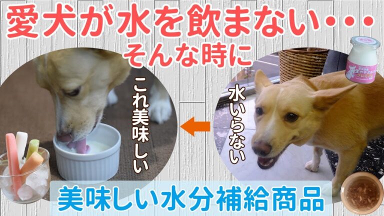 【愛犬の夏対策】おいしい水分補給商品【アイス・ミルク・スープ】【帝塚山ハウンドカム】