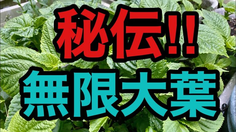 【無限大葉】これだけでごはんおかわり間違いなし‼️