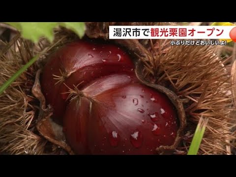 実りの秋到来！栗拾いは“朝”がおすすめ　秋田・湯沢市の観光栗園オープン (24/09/06 19:30)