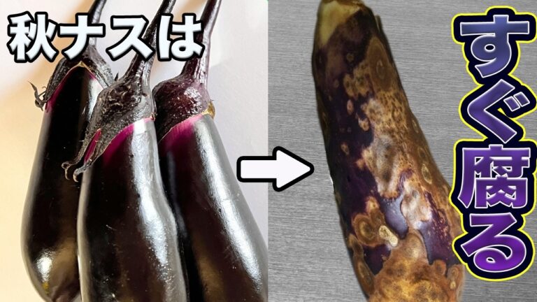 もう腐らせない！シワシワ茄子を完全復活させる保存テク＆簡単レシピ