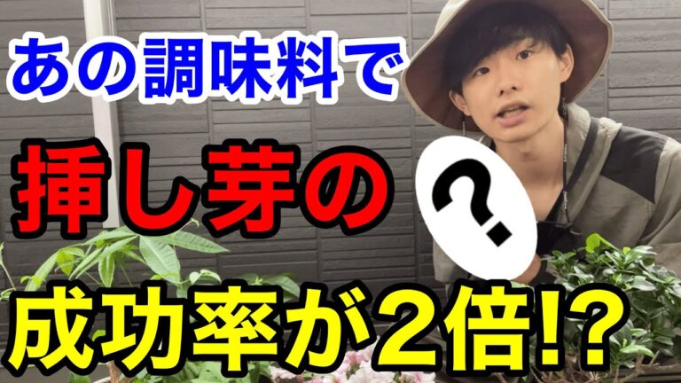【発根剤は買っちゃダメ！】どの家庭にもある〇〇で挿し芽、挿し木の成功率アップする方法を教えます【園芸】【ガーデニング】【家庭菜園】