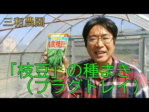 「枝豆」の種まきと「トウモロコシのトンガリ逆さ植え」の状況播NO126