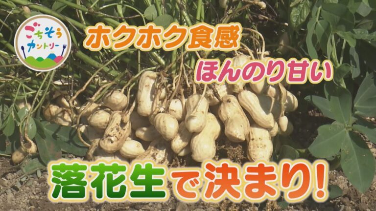 ごちそうカントリー～ホクホク食感！島田市の「落花生」～