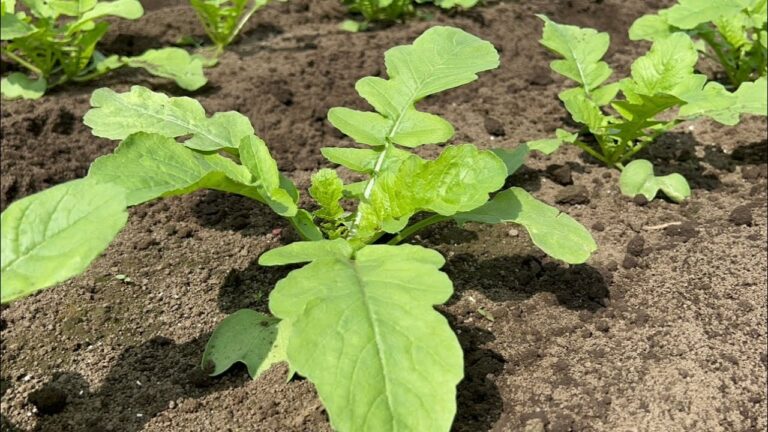 大根の種まきと白菜の植え付け時期になりました！【秋の彼岸】異常な暑さと雨不足で野菜は育つのか？24/9/18