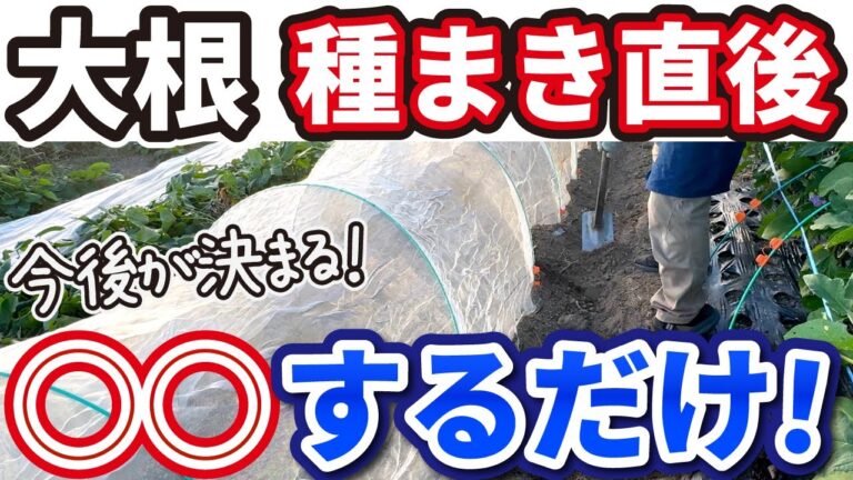 【大根】結局これが一番！大根の育て方【種まき~害虫対策まで徹底解説】