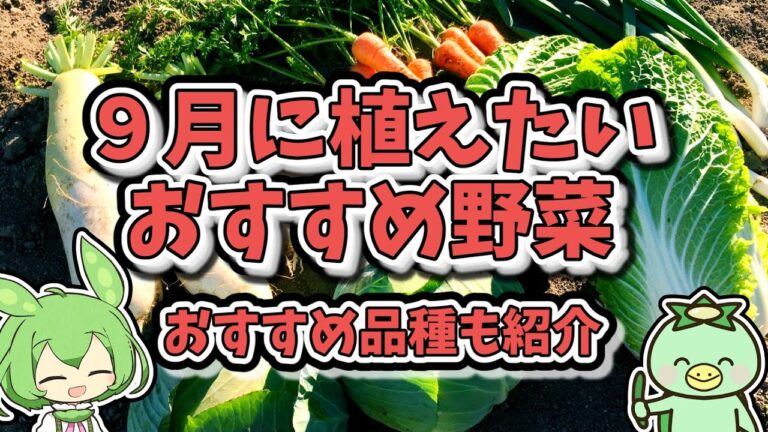 ９月に植えたい！おすすめ野菜【栽培の裏技付き】。これを作れば、春まで野菜が食べ放題【おすすめ品種紹介】