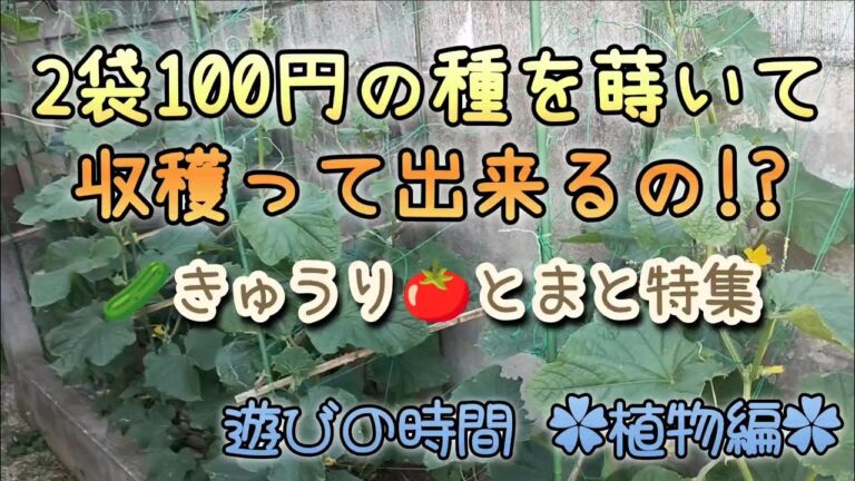 【野菜の収穫編】2袋100円の種から収穫は出来るのか!?　#胡瓜　#とまと　#収穫　#きゅうり収穫　#きゅうりのキュウちゃん漬け