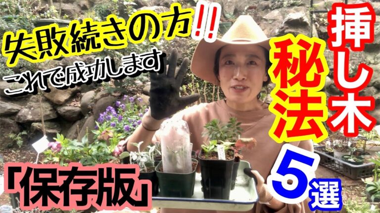 【もう挿し木で失敗させません】挿し木の秘法5選🖐️/ 何度やっても発根しない、枯れてしまう、ポット上げを忘れてダメにしてまう方、超絶必見‼️/ 家にあるものを使って成功率は爆上げ🤗【ガーデニング】