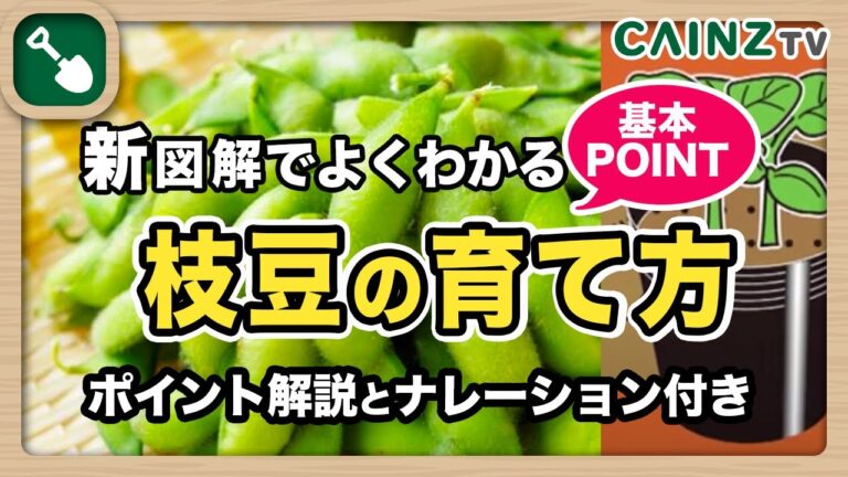 枝豆の育て方｜エダマメ栽培｜高タンパクでヘルシー！