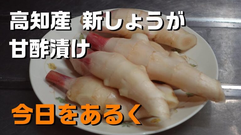 【暮らし 料理】高知産 新しょうが でガリを作る 2024 Spring👩‍🍳🎉Vlog 基本の和食 昆布出汁 レシピ  Pickled ginger Japanese food Anti-aging