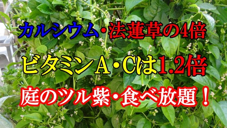 カルシウム・法蓮草の4倍、ビタミンA・Cは1.2倍・庭のツル紫・食べ放題