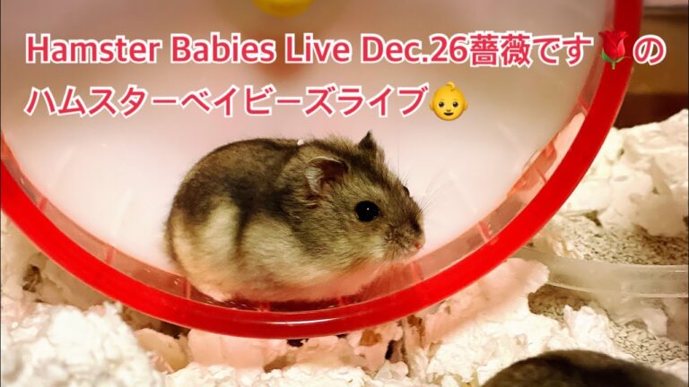 Hamster Babies Live Dec.26薔薇です🌹のハムスターベイビーズライブ👶#ハムスター #hamster #薔薇です🌹#baradesu