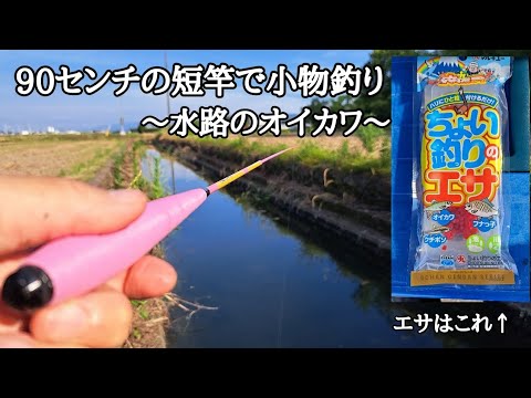 【小物釣り】新しいポイント発見！短い竿で水路を狙う釣りが楽しい。