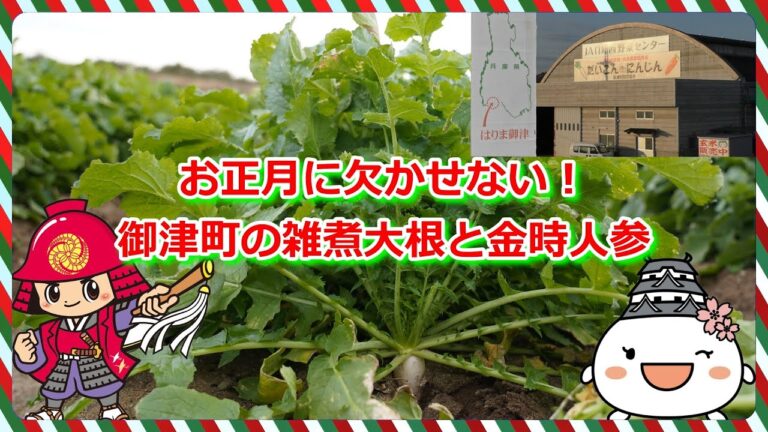 お正月に欠かせない！御津町の雑煮大根と金時人参