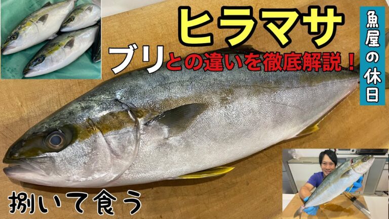 魚屋が【ヒラマサ】を自宅で捌いて刺身と照り焼きでキメる！（ブリとの違いも徹底解説☆）