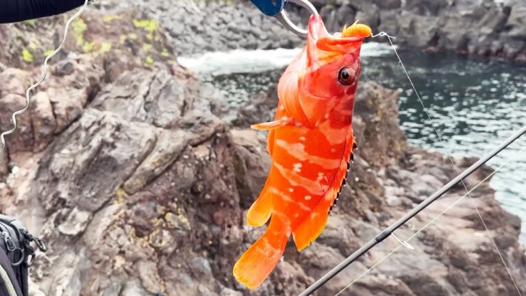 伊勢海老キラーと噂のアカハタ、腹を捌いて食べて確認