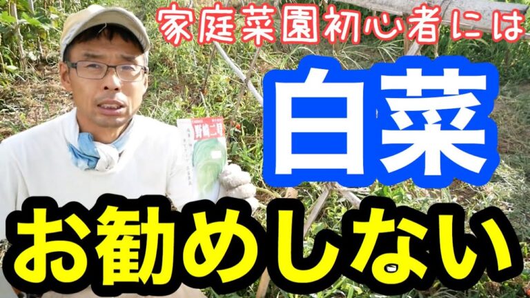 白菜とブロッコリーを不耕起畝に直蒔きしてみる【自然農の種蒔き】2020年9月2～6日