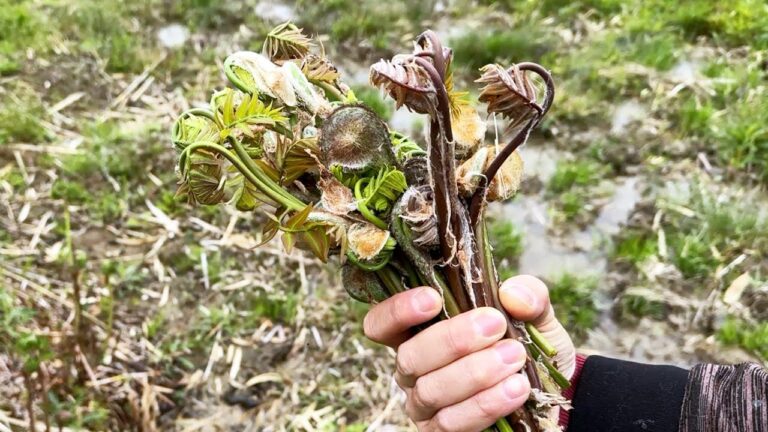 めんどくさい！自採りゼンマイは、食べるまでが手間三昧