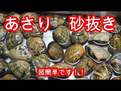 熊本産あさり貝 砂抜き！　知ってると役に立ちます！