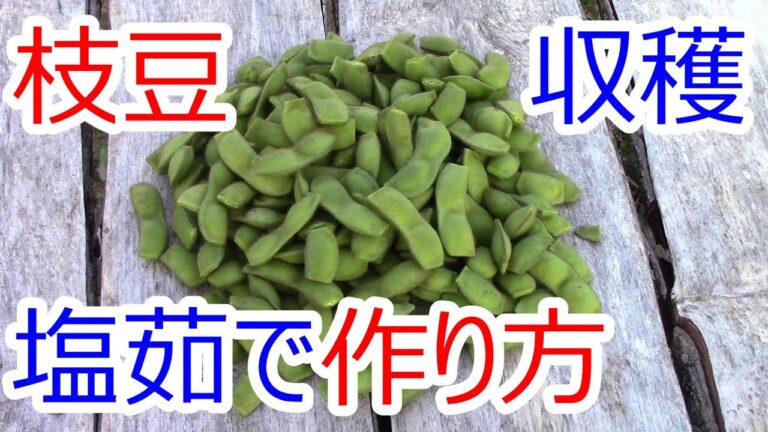 美味しい枝豆のゆで方 枝豆の収穫と塩茹で方法