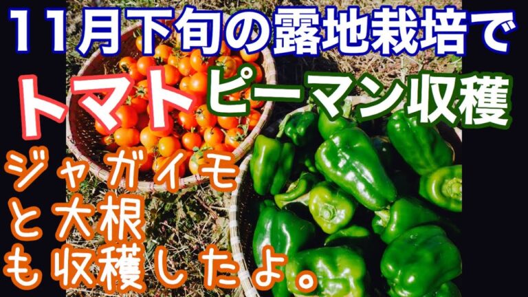 季節外れのピーマンとトマト、ジャガイモと大根収穫2019年11月21日