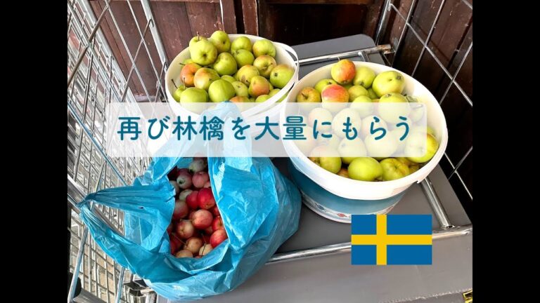 スウェーデンの料理本／姫林檎を大量に貰う