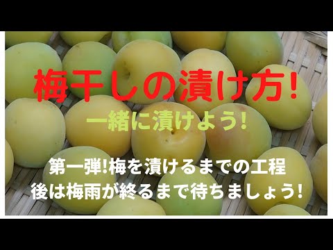 【梅干しの漬け方!】うめを漬けるまでの工程。一緒に漬けましょう!