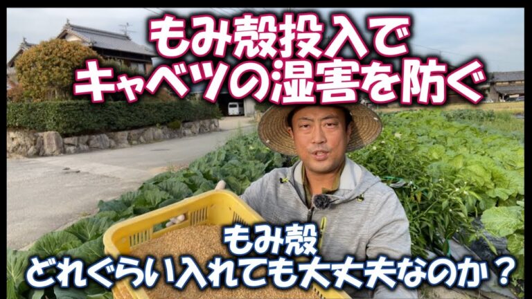 【もみ殻で湿害対策】もみ殻を入れるとキャベツの湿害は効果があるそうです、広島県のサイトをみての家庭菜園への応用！