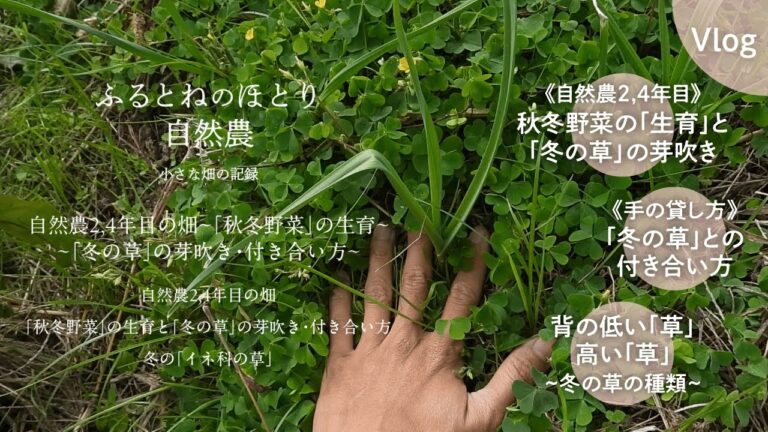 自然農2,4年目の畑〜「秋冬野菜」の生育と「冬の草」の芽吹き・付き合い方〜