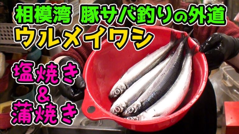 【釣り料理】【検証動画】釣り人が捨てる外道のウルメイワシはキープ？リリース？美味い？マズイ？塩焼き＆蒲焼きを作って検証　How to make Japanese fish dishes