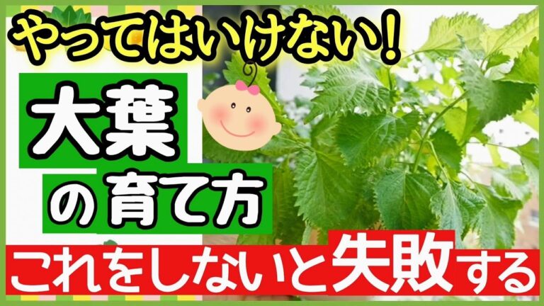 大葉を何倍にもする最強の鉢・プランター栽培！植え方〜収穫まで♪初心者・家庭菜園【大葉(シソ)の育て方】