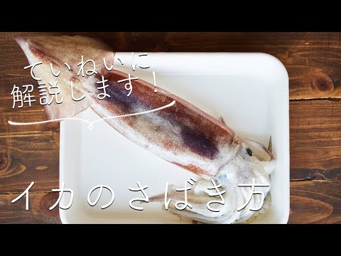 意外と簡単！【イカのさばき方】