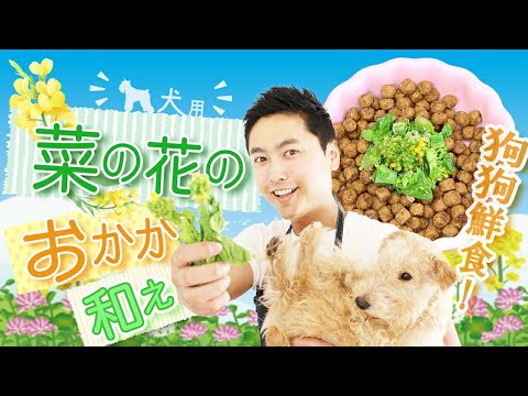 【血液サラサラ】手作り犬ご飯(狗狗的鮮食食譜)『菜の花のおかか和え』